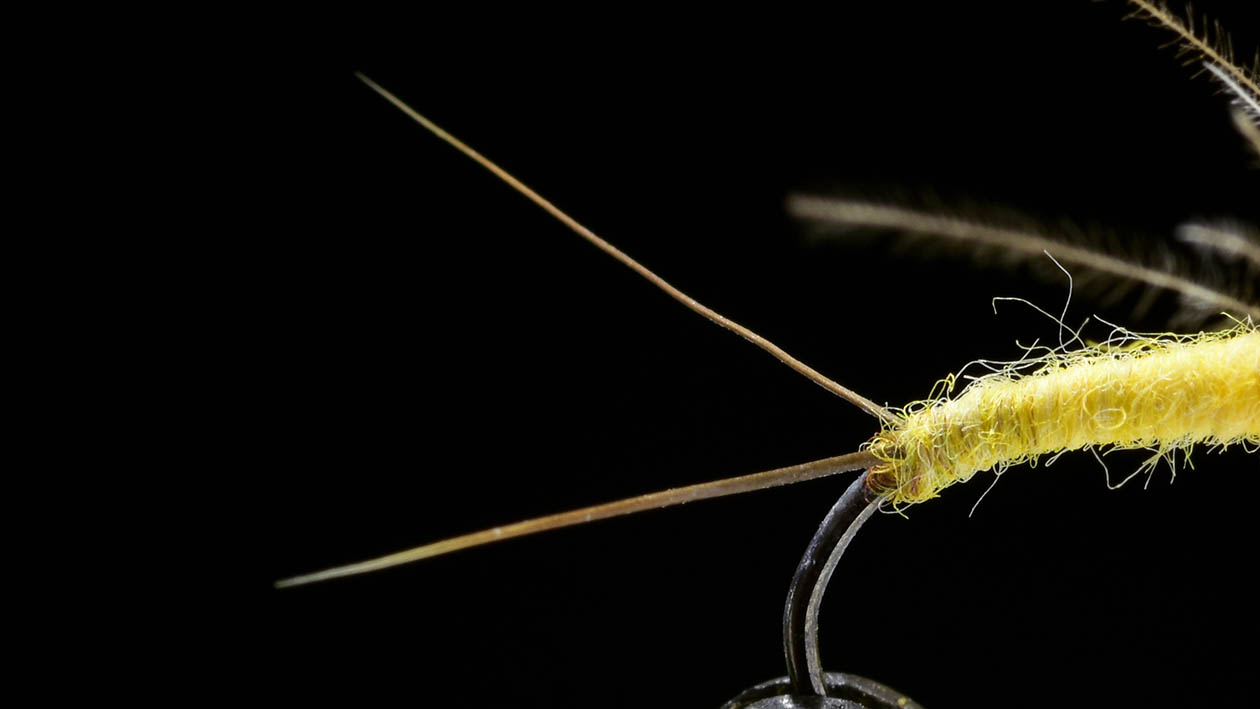 第3回 ドライフライ・テイル材の種類編 | ARTICLES | FlyFisher