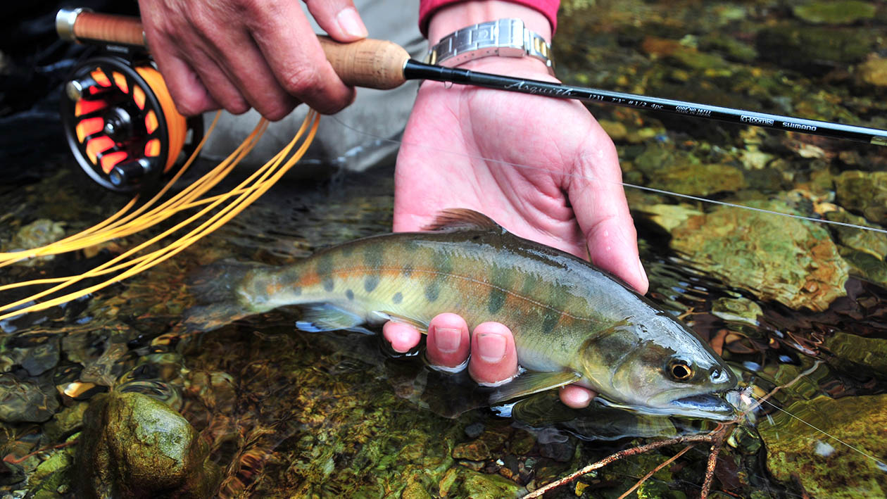 柔よく剛を制すロッド | ARTICLES | FlyFisher ONLINE フライ