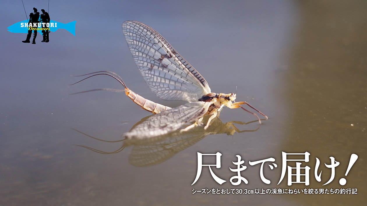 3 モンカゲロウが来る前に Series Flyfisher Online フライフィッシング専門誌フライフィッシャー オフィシャルサイト