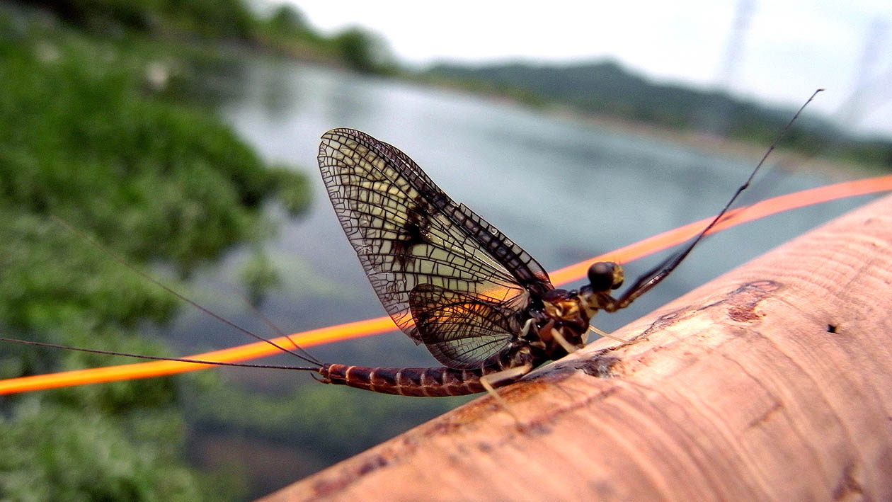 カゲロウ Mayfly Japaneseclass Jp