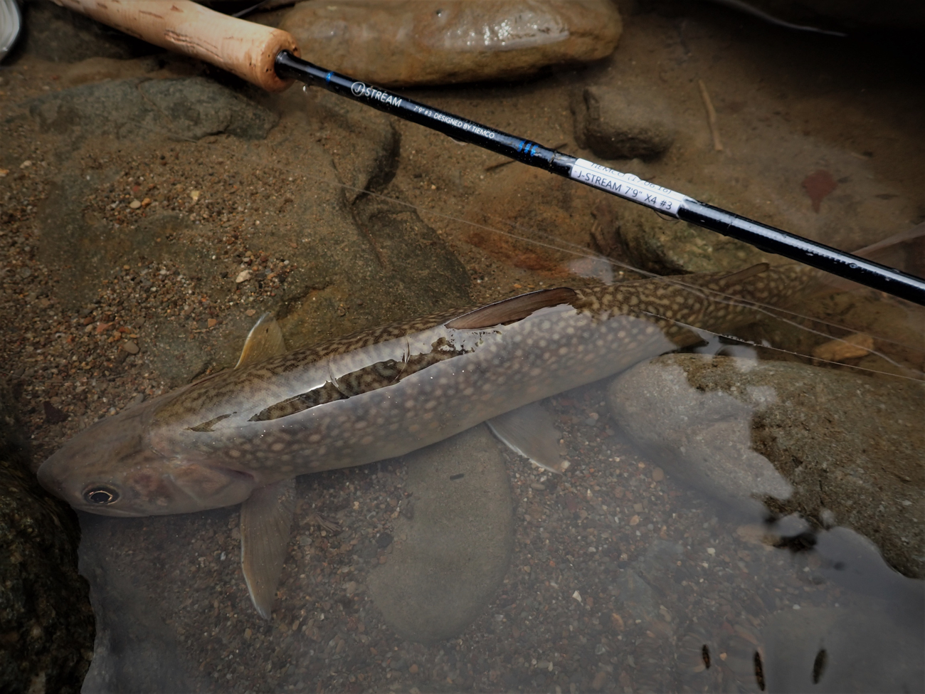 もっと、日本の渓流のために。 | PARTNERS | FlyFisher ONLINE
