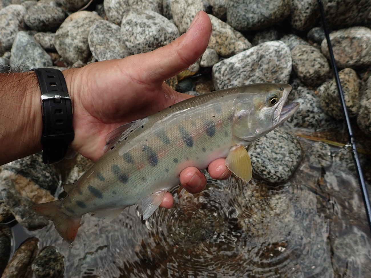 もっと、日本の渓流のために。 | PARTNERS | FlyFisher ONLINE