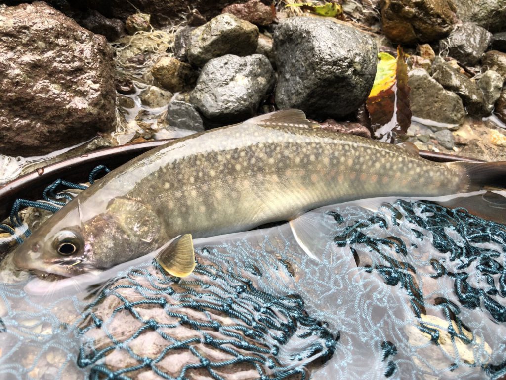 釣行レポート【鳥取県／天神川水系】 | ARTICLES | FlyFisher ONLINE フライフィッシング専門誌フライフィッシャー  オフィシャルサイト