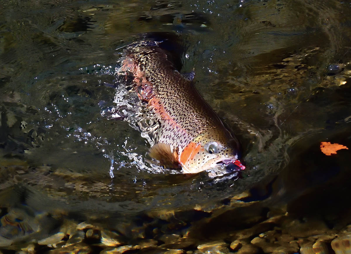 大ものと対峙するための選択肢 | PARTNERS | FlyFisher ONLINE