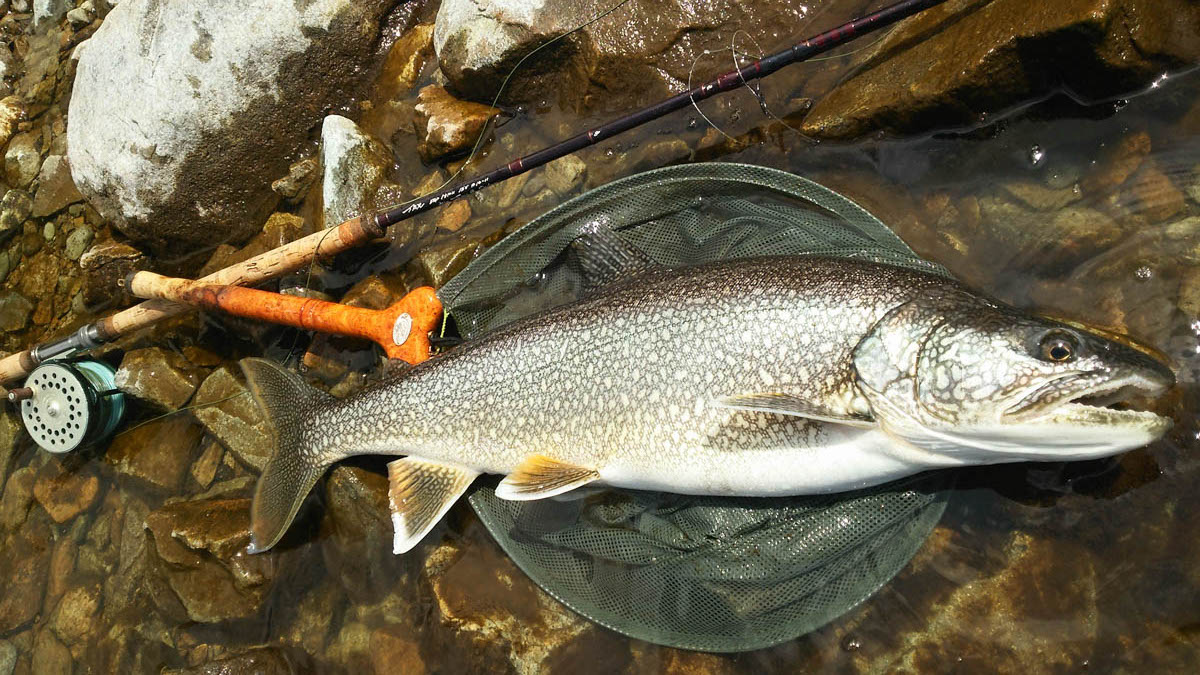 大型レイクトラウトねらいのシステム | ARTICLES | FlyFisher