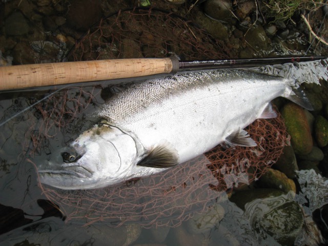 九頭竜川のサクラマス用システム Tackle Guide Flyfisher Online フライフィッシング専門誌フライフィッシャー オフィシャルサイト