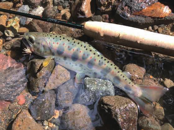 佐々木岳大さんのラインシステム | TACKLE GUIDE | FlyFisher ONLINE