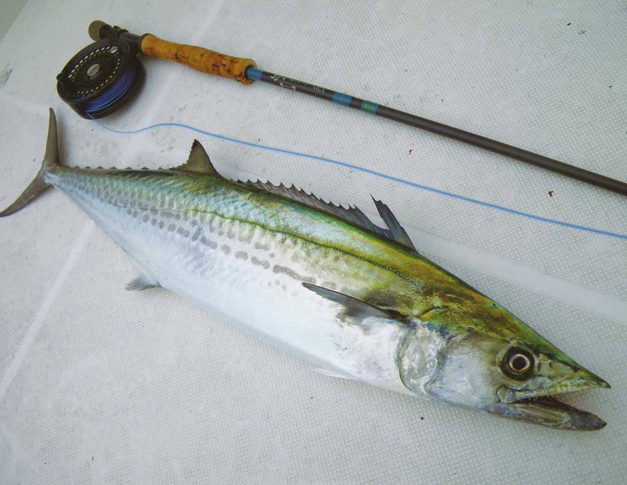 正木充さんのサワラ用ラインシステム | TACKLE GUIDE | FlyFisher