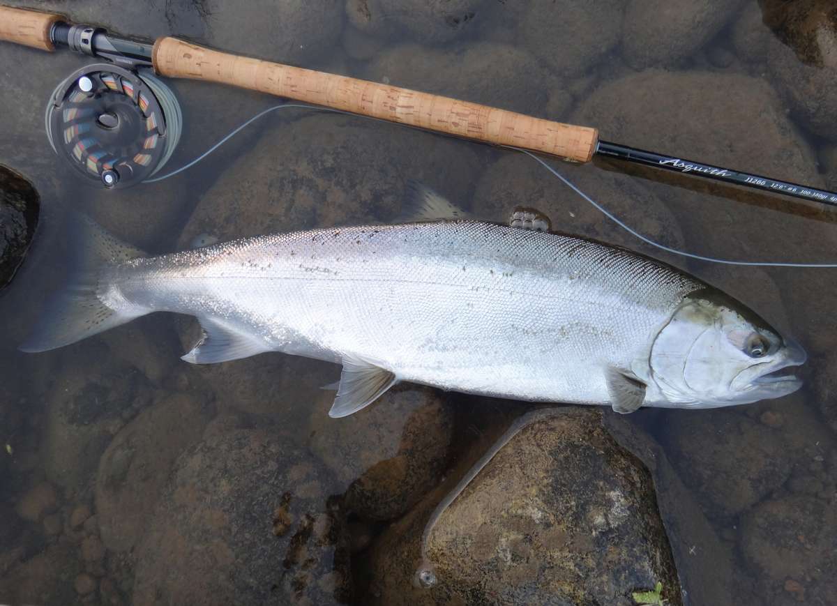 夢に近づくロッド、『Asquith』。 | PARTNERS | FlyFisher